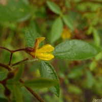 Rhynchosia cana (Willd.) DC.